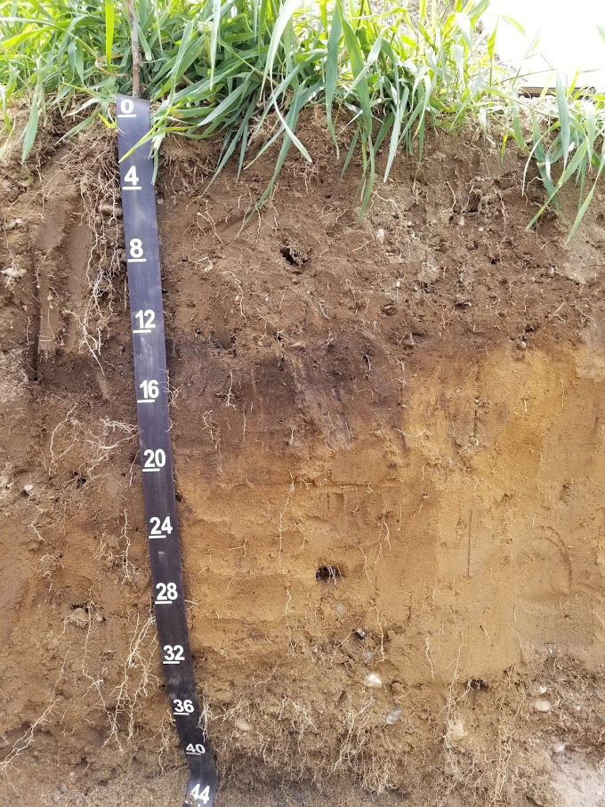 Cross section of soil showing composition and depth