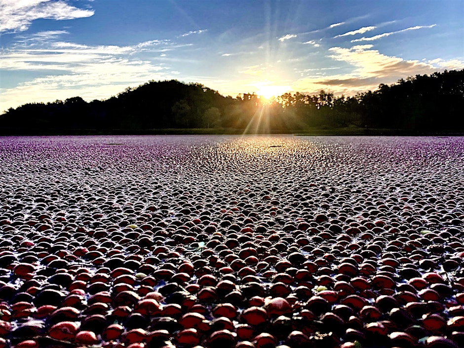 cranberry bog below a sunny sky