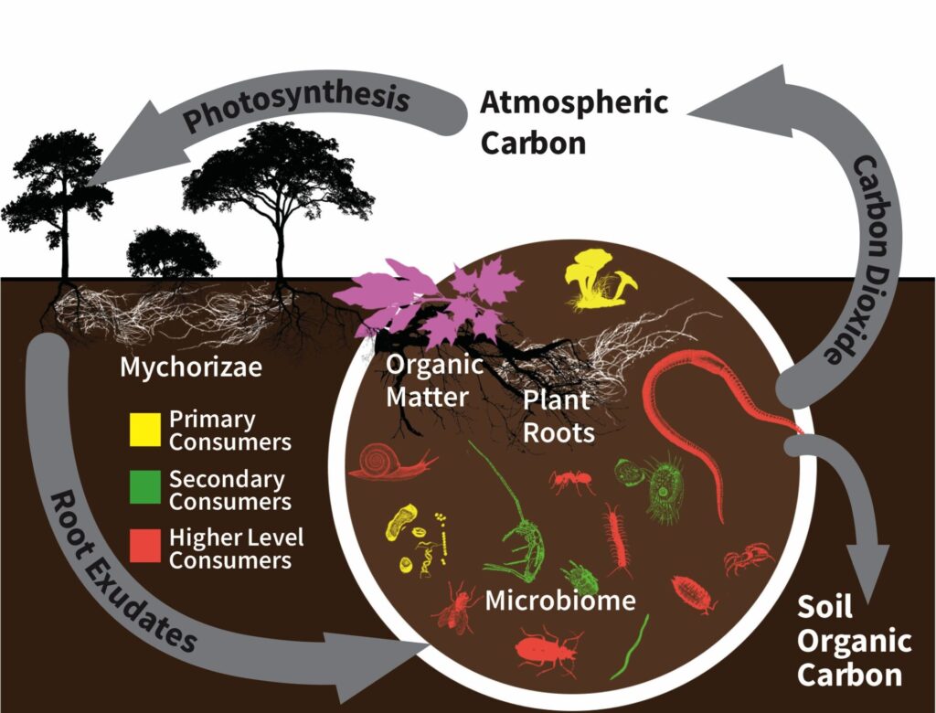 Diagram of the benefits of healthy soils